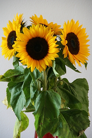 les tournesols