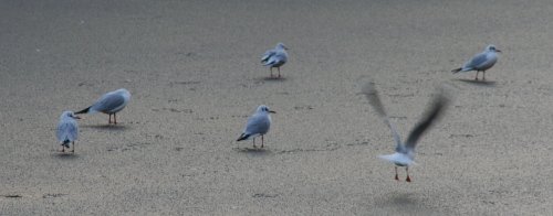 Les mouettes sur la glace de Boerengracht