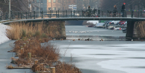 Un froid de canard