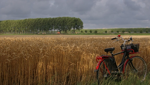 Peupliers et champs de blé