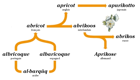 origine de abricot